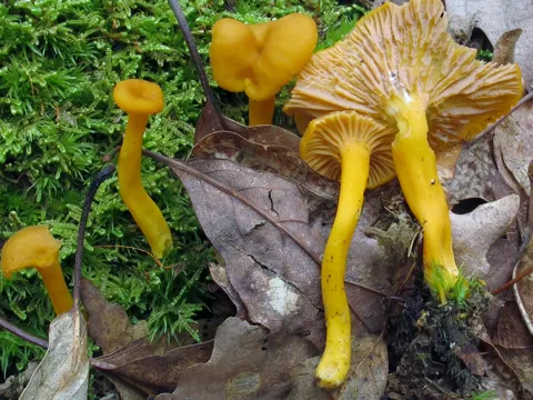 Flame Chanterelle