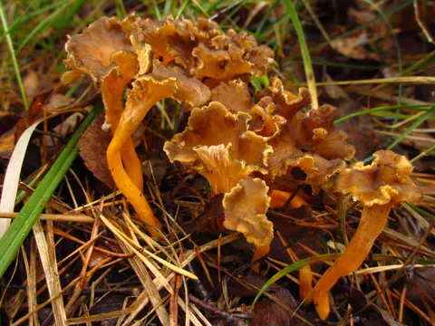 Golden Chanterelle