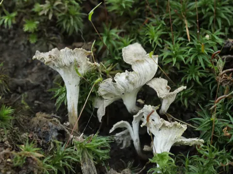Wavy Craterellus