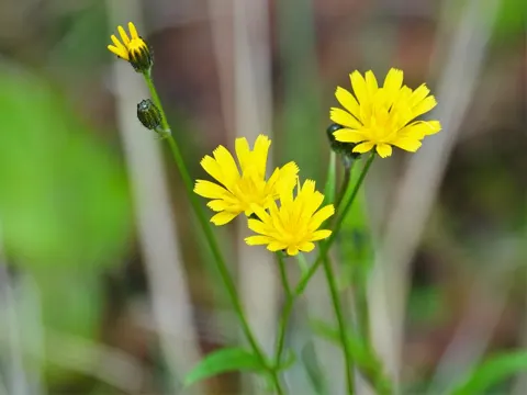 Smooth Hawksbeard
