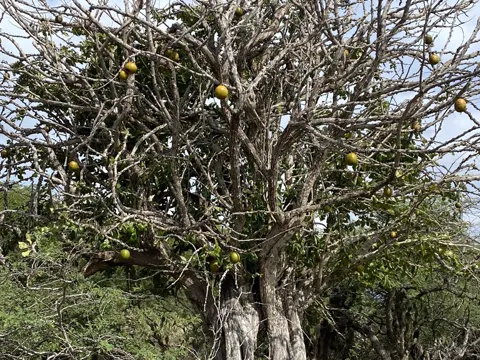 Calabash Tree