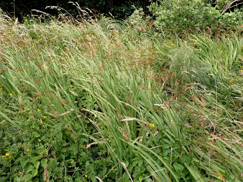 montbretia