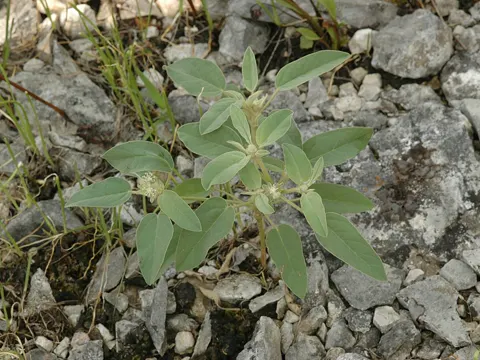 Woolly Croton