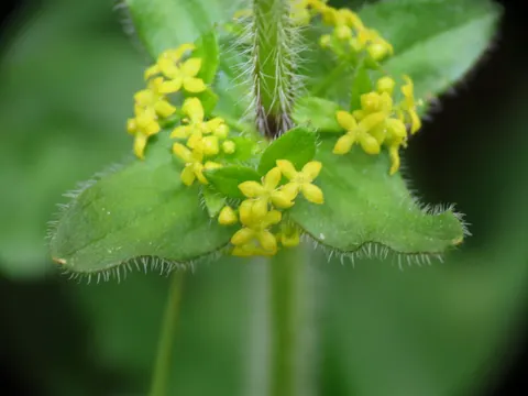 Crosswort