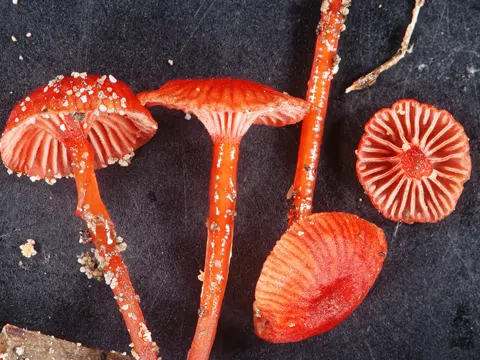 Bleeding Bonnet