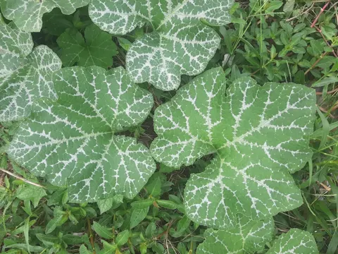 Bisam-Kürbis
