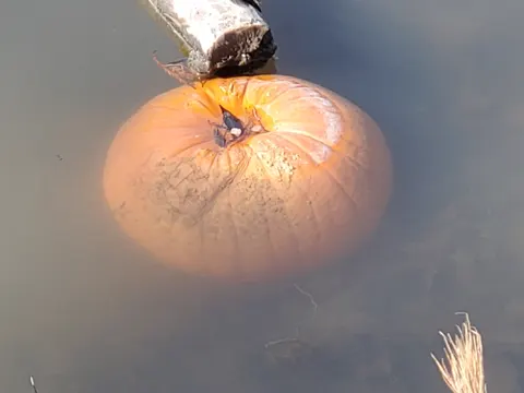 Field Pumpkin
