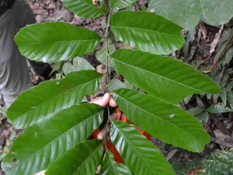 Cupania
