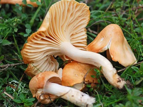 Meadow Waxcap