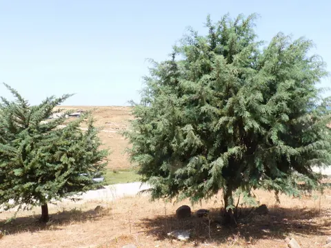 Arizona Cypress