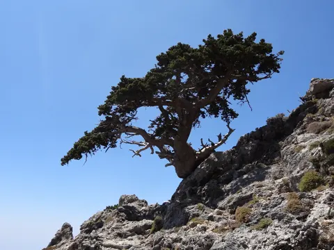 Mediterranean Cypress
