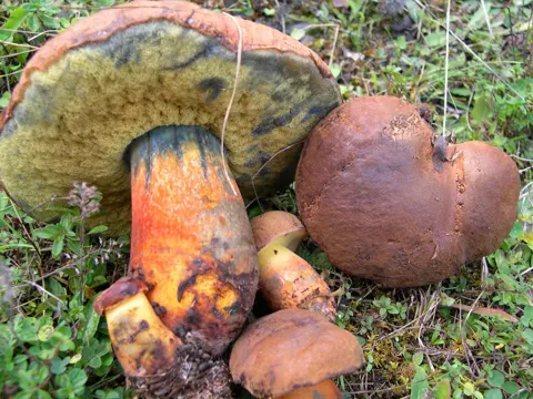 Inkstain Bolete