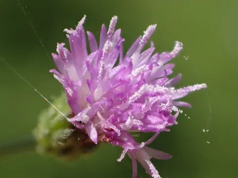 Purple Fleabane
