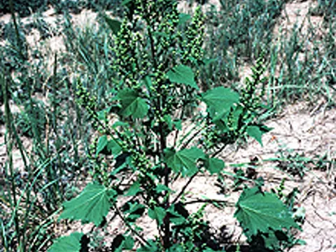 Marsh-elder