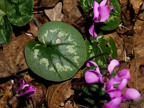 Eastern Sowbread