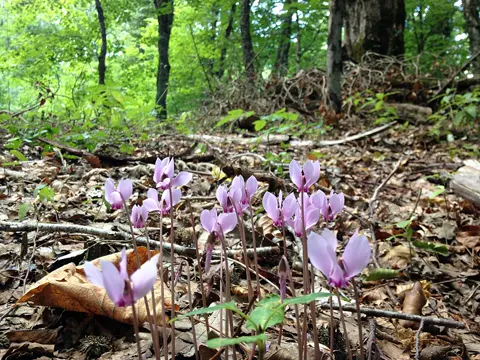 Ivy-leaved Cyclamen