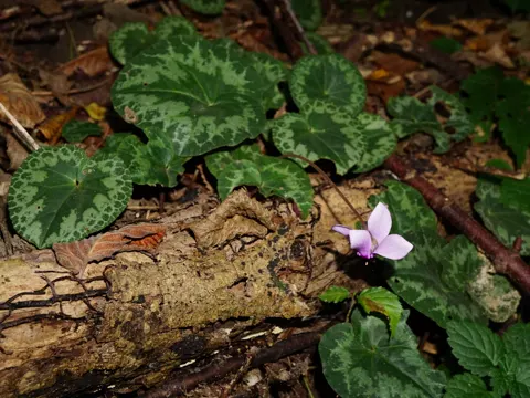 European Cyclamen