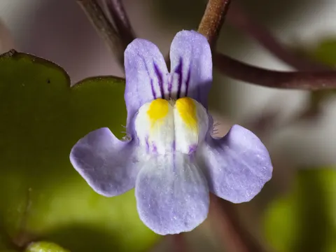Ivy-leaved Toadflax