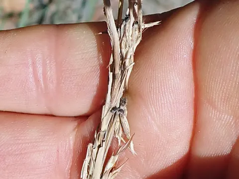Refracted Lemongrass