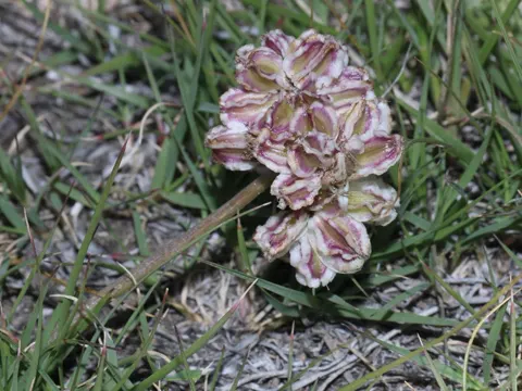 Clustered Spring Parsley