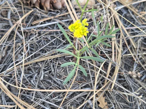 Lemmon's Cymopterus