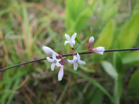 Squinancywort