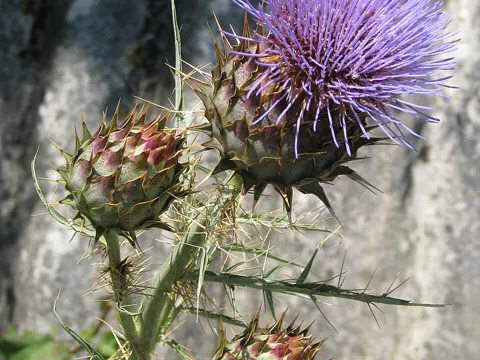 Cardoon