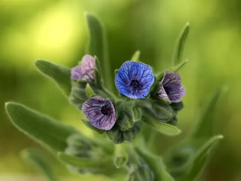 Hound's Tongue
