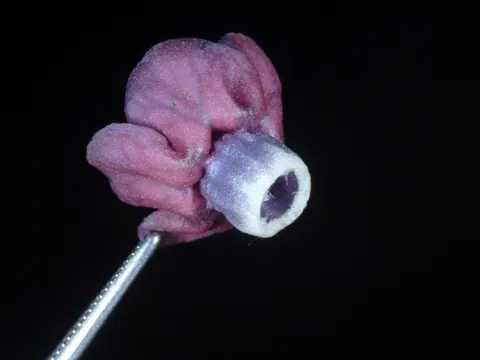 Hound's Tongue