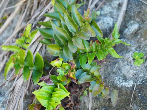 House Holly-fern