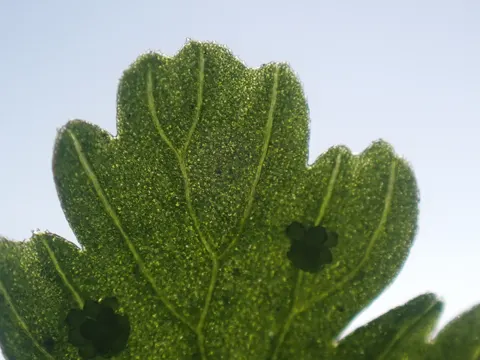 Brittle Bladder-fern