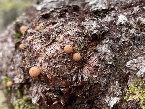 Beech Fungus