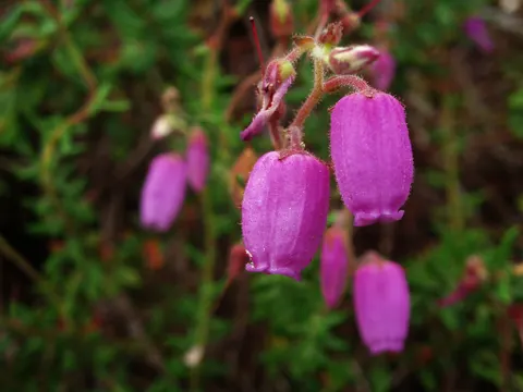 Irische Glockenheide