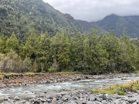 Rimu