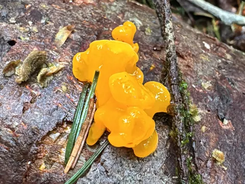 Jelly Babies