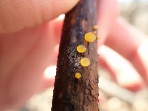 Common Jellyspot