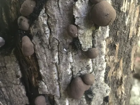 Carbon Balls