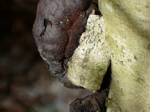 Birch Woodwart