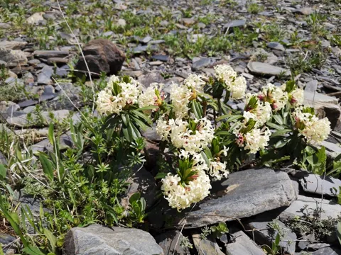 Caucasian Daphne