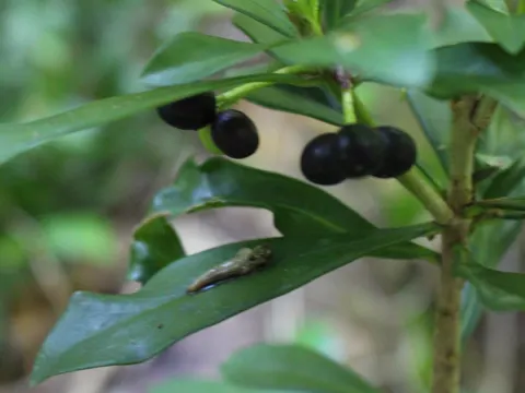 Spurge Laurel