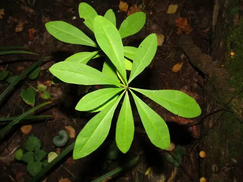 Mezereon