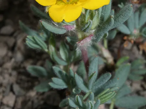 Shrubby Cinquefoil (Dasiphora fruticosa)