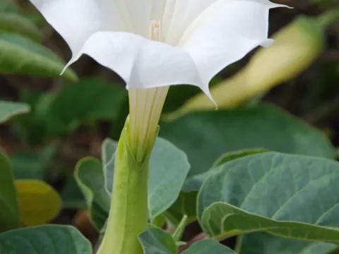 Angel's Trumpet