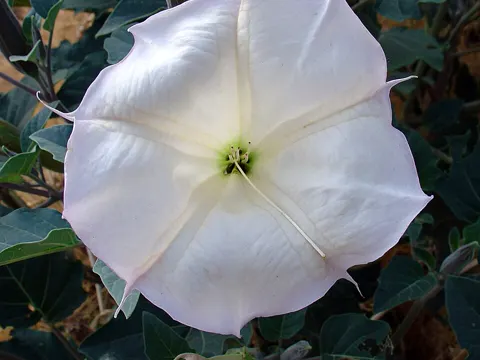 Sacred Thorn-apple