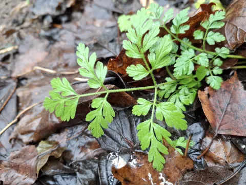 Cultivated Carrot