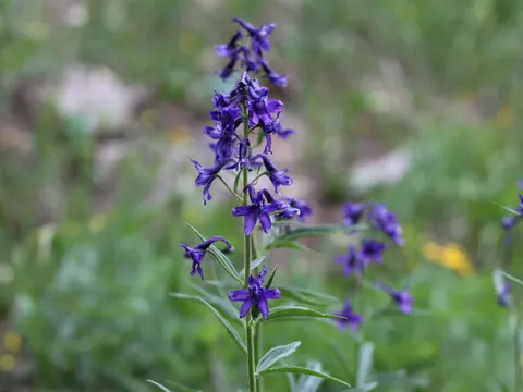 Barbey's Larkspur