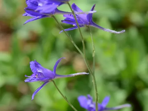 Forking Larkspur