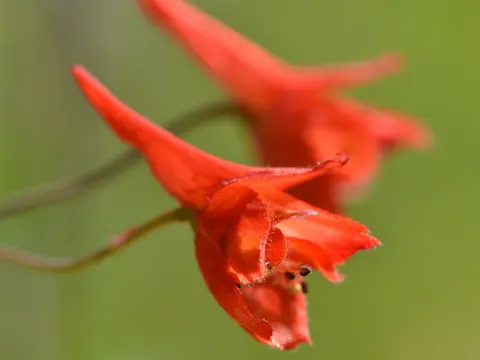 Red Larkspur