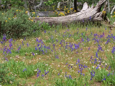 Nuttall's Larkspur