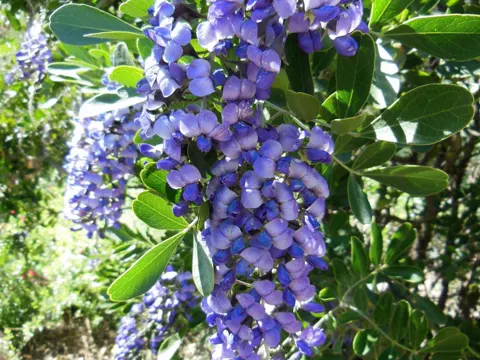 Texas Mountain Laurel (Dermatophyllum secundiflorum)